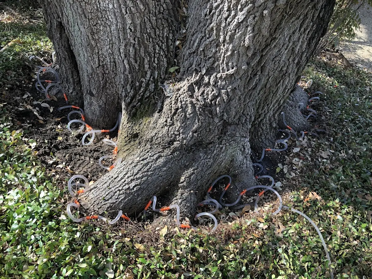 Detailed Tree Cabling and Bracing job site in East Greenville