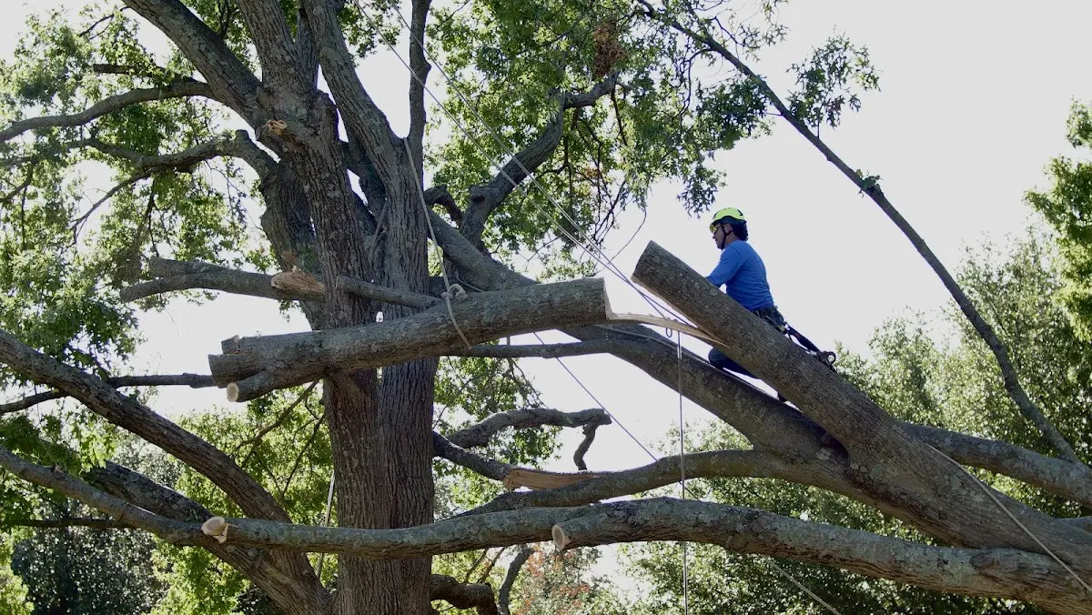 Professional Crown Thinning performed by certified arborists in East Greenville