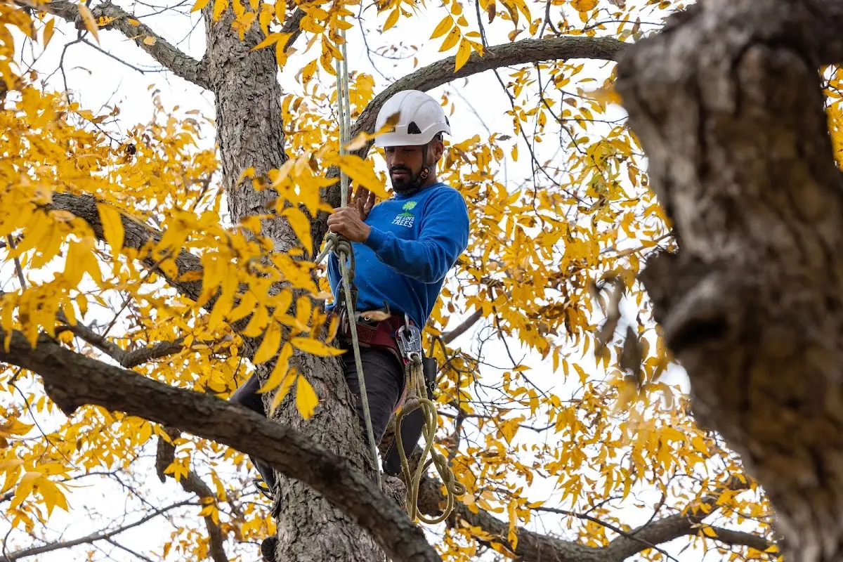 Skilled Tree Pruning crew working in East Greenville