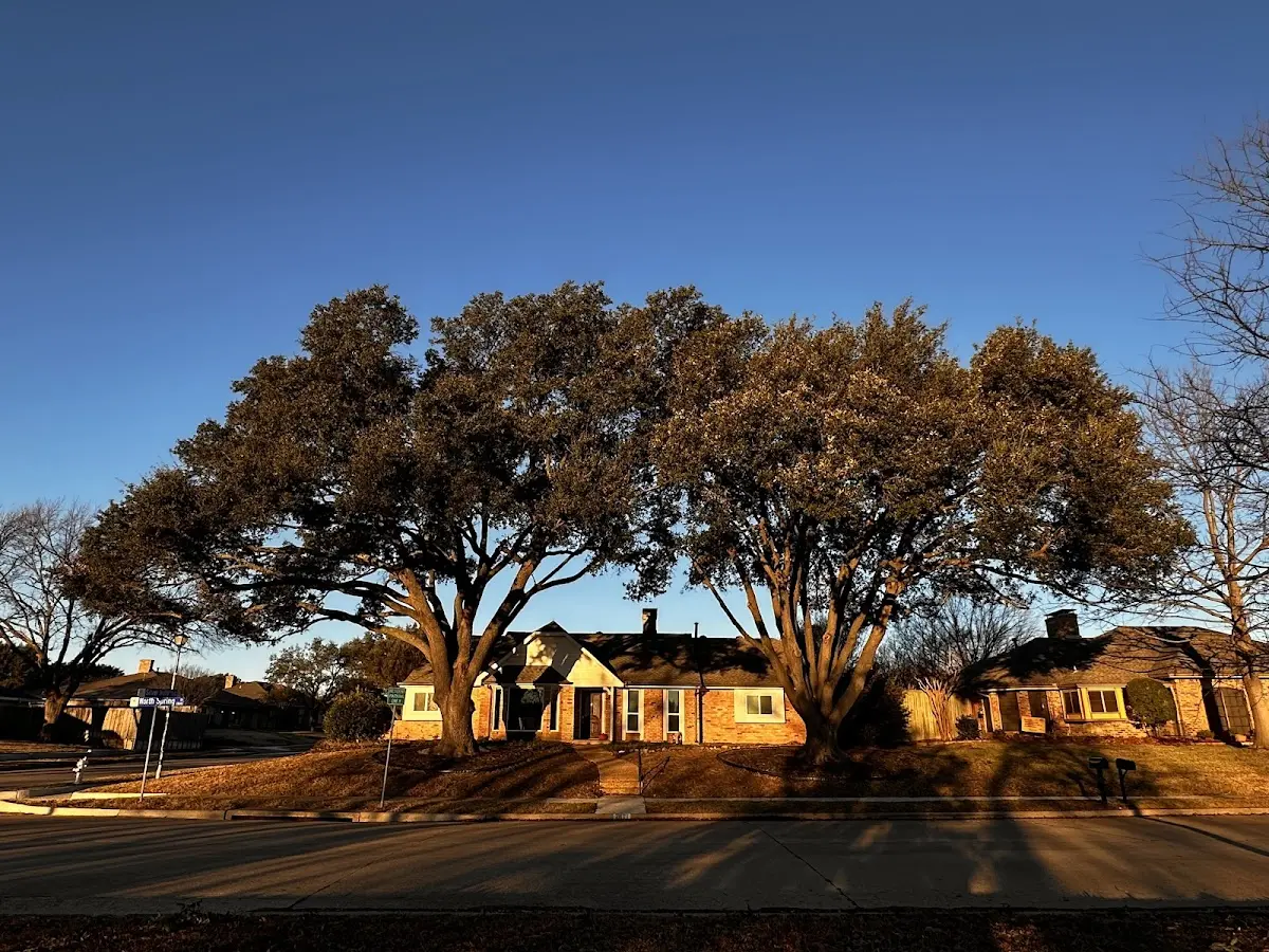Established residential canopy tree shading a home in East Greenville